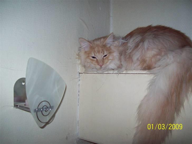 Norsk Skovkat Dk  weis Zion billede 7