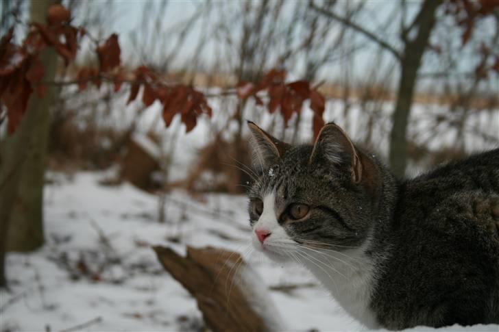 Blanding af racer Sofie *givet væk* - nyt 2009 billede 17