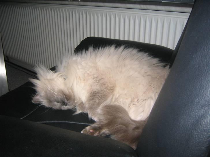 Blanding af racer Gismo billede 17