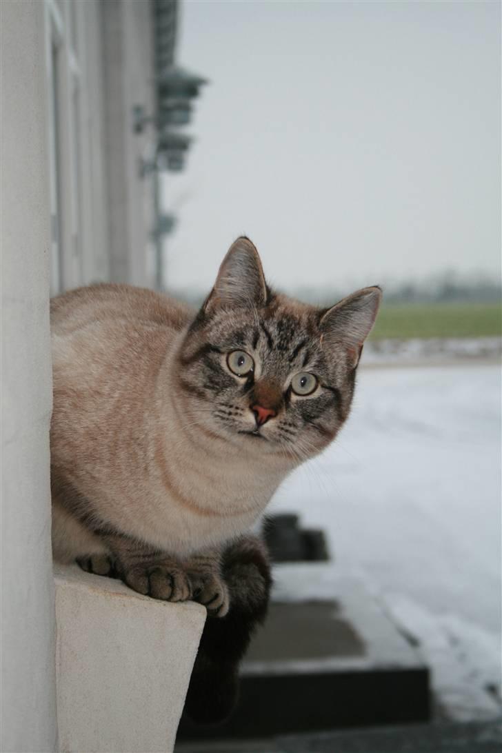 Blanding af racer Bailey DØD :'( - nyt 2009 billede 19