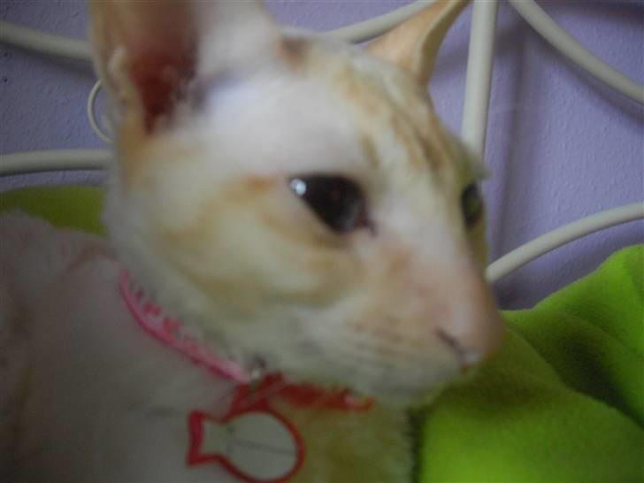 Cornish Rex Bowena´s Anastacia billede 2