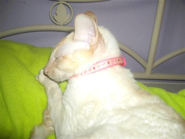 Cornish Rex Bowena´s Anastacia billede 3