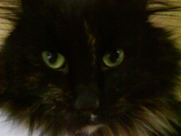 Norsk Skovkat Pjuske - Pjuske din Model billede 2