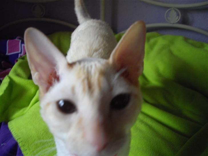 Cornish Rex Bowena´s Anastacia billede 4