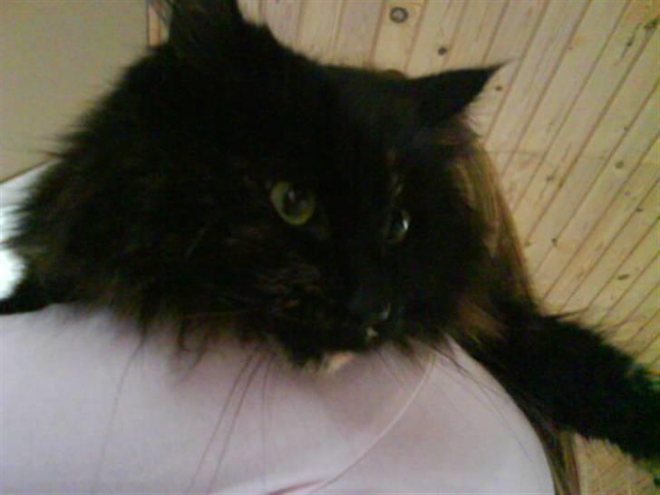 Norsk Skovkat Pjuske - orrhhhh det er dejligt af ligge på Lauras skulder billede 3