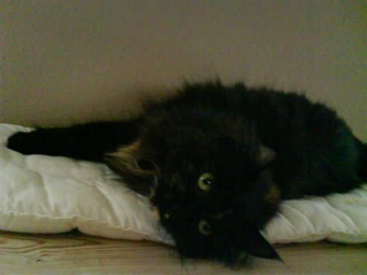 Norsk Skovkat Pjuske - orrr det er sjovt af ligge på siden billede 4