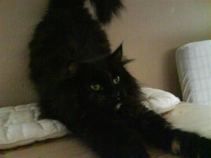 Norsk Skovkat Pjuske - uuuuhh er lige vågnet skal lige strekke mig billede 5