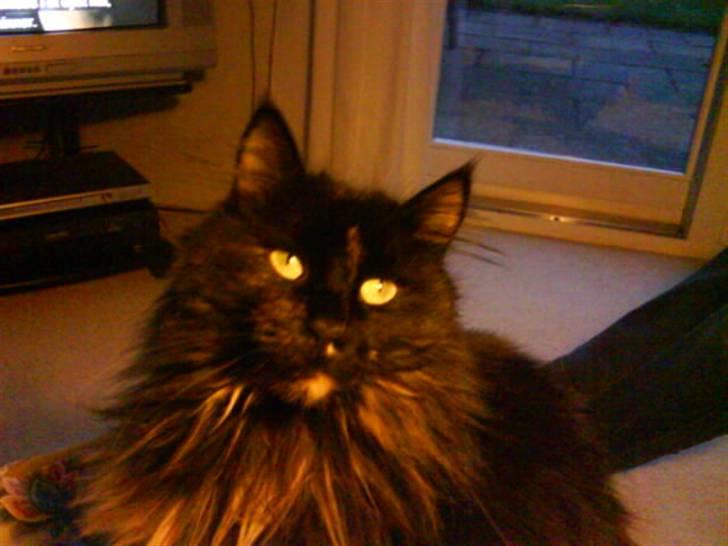 Norsk Skovkat Pjuske - orrr der er meget lys fordi jeg skal være model for Laura billede 6