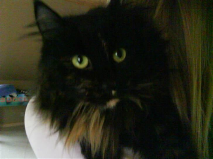 Norsk Skovkat Pjuske - iiiiihhh ha ha det er bare ikke dig der for lov at ligge i Lauras arme !!! billede 7