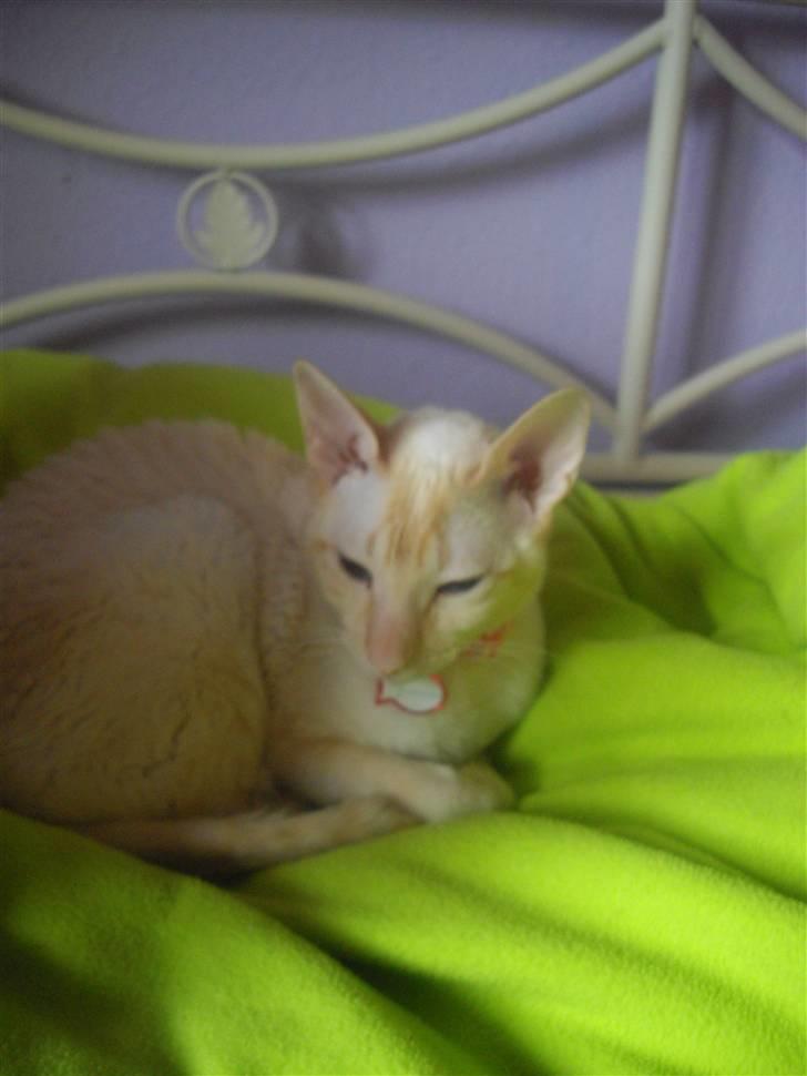 Cornish Rex Bowena´s Anastacia billede 5