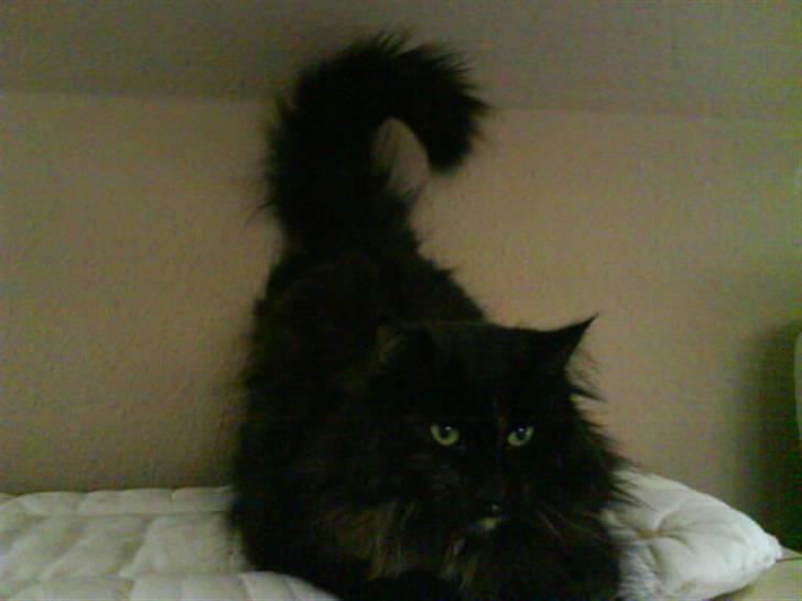 Norsk Skovkat Pjuske - oorrrhhh se min flotte bølgede hale!!! billede 8