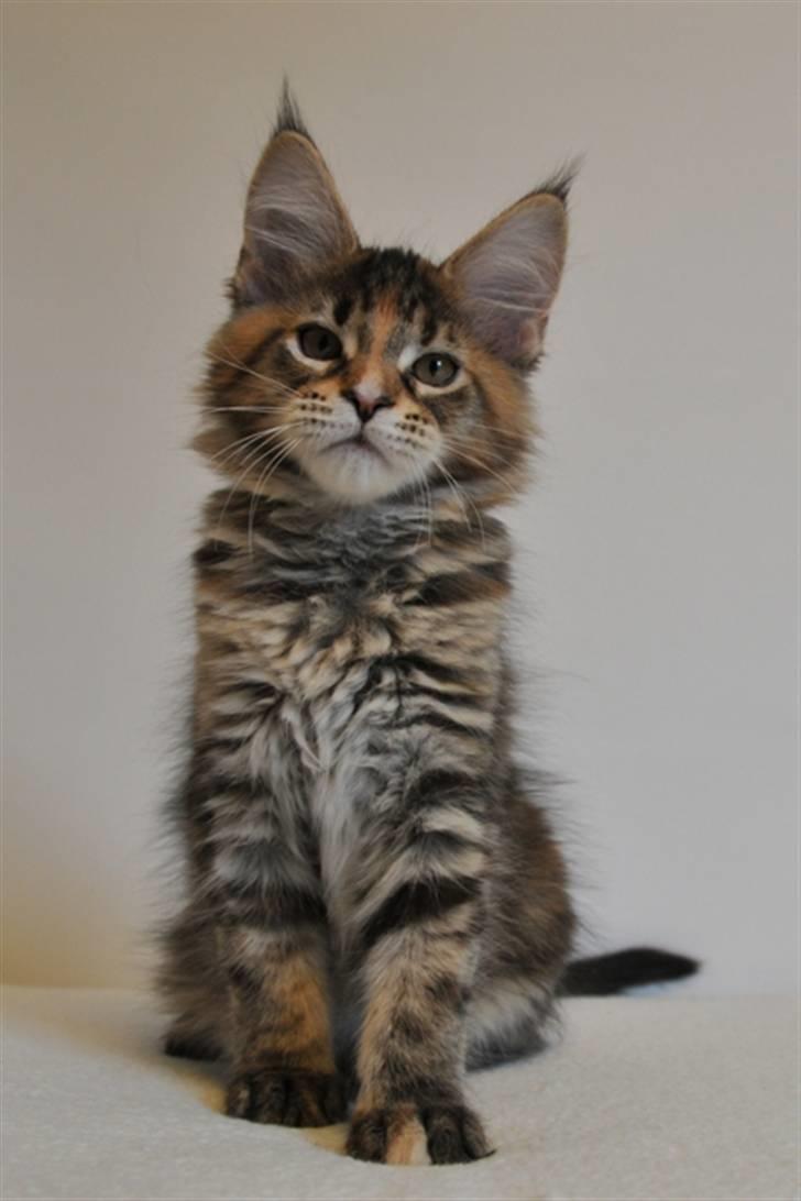 Maine Coon (N) Lilletun´s Papaya - 12 uger gammel billede 1