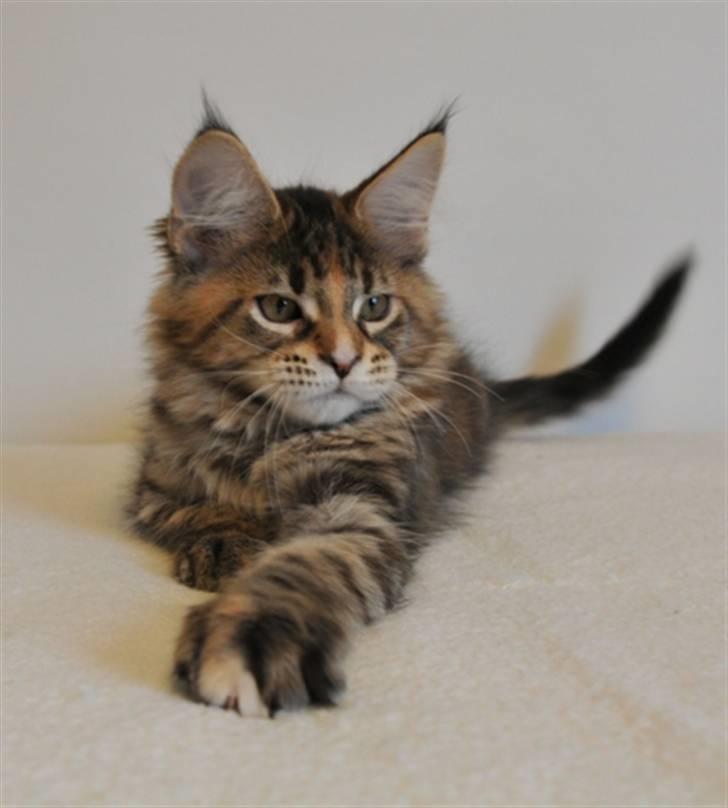 Maine Coon (N) Lilletun´s Papaya - 12 uger gammel billede 2