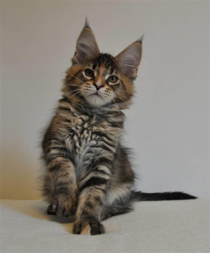 Maine Coon (N) Lilletun´s Papaya - 12 uger gammel billede 3