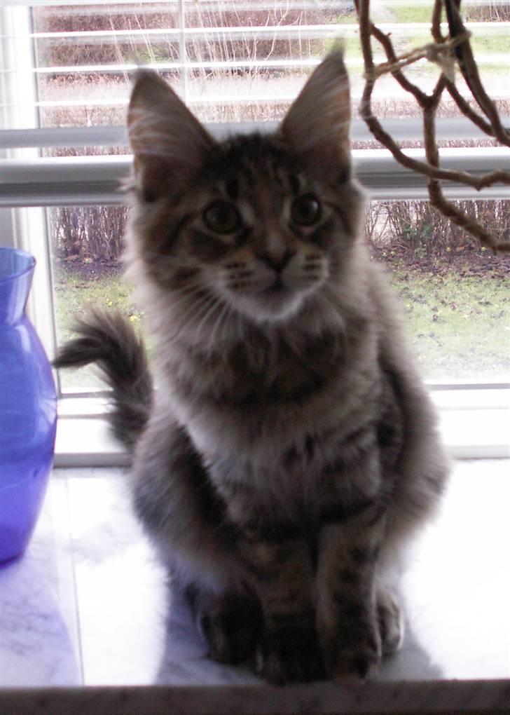 Maine Coon (N) Lilletun´s Papaya - 18 uger gammel billede 4