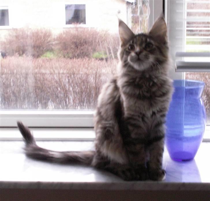 Maine Coon (N) Lilletun´s Papaya - 18 uger gammel billede 5