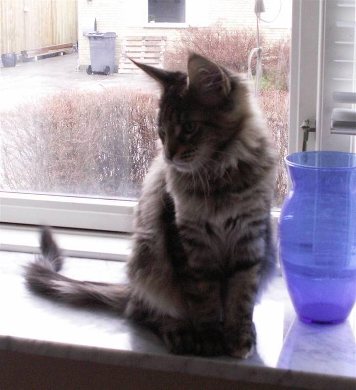 Maine Coon (N) Lilletun´s Papaya - 18 uger gammel billede 6