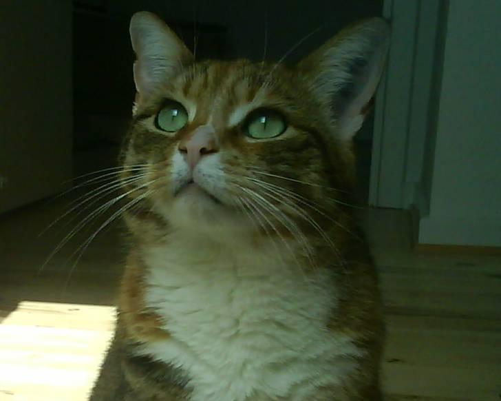 Huskat Lillemissen - Lillemissen. <3 billede 1