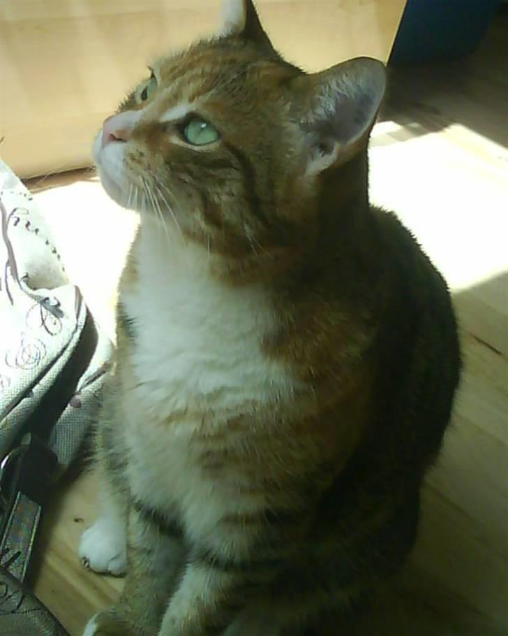 Huskat Lillemissen billede 2