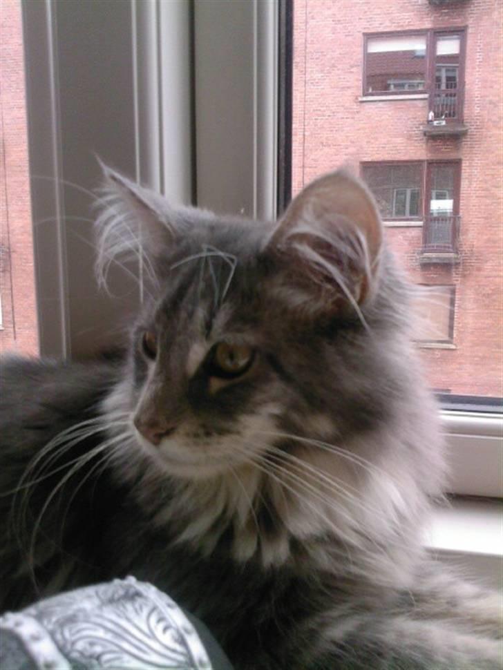 Maine Coon Vingsted's Blue Diamond billede 1