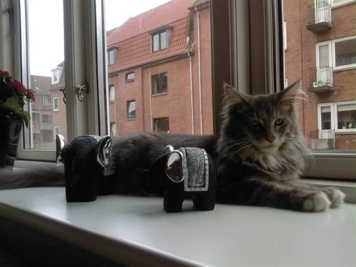 Maine Coon Vingsted's Blue Diamond billede 2