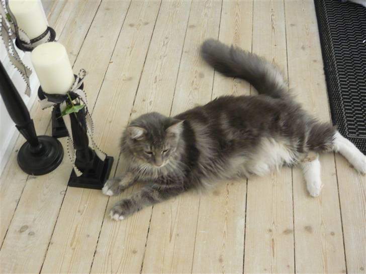 Maine Coon Vingsted's Blue Diamond billede 3