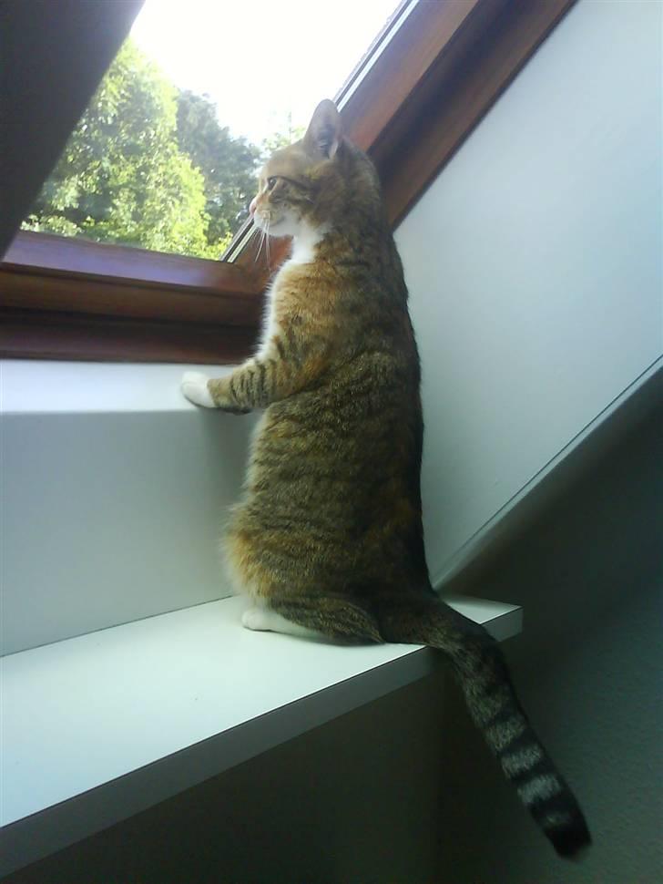 Huskat Lillemissen billede 3