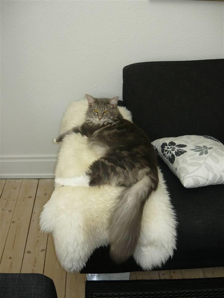 Maine Coon Vingsted's Blue Diamond billede 4