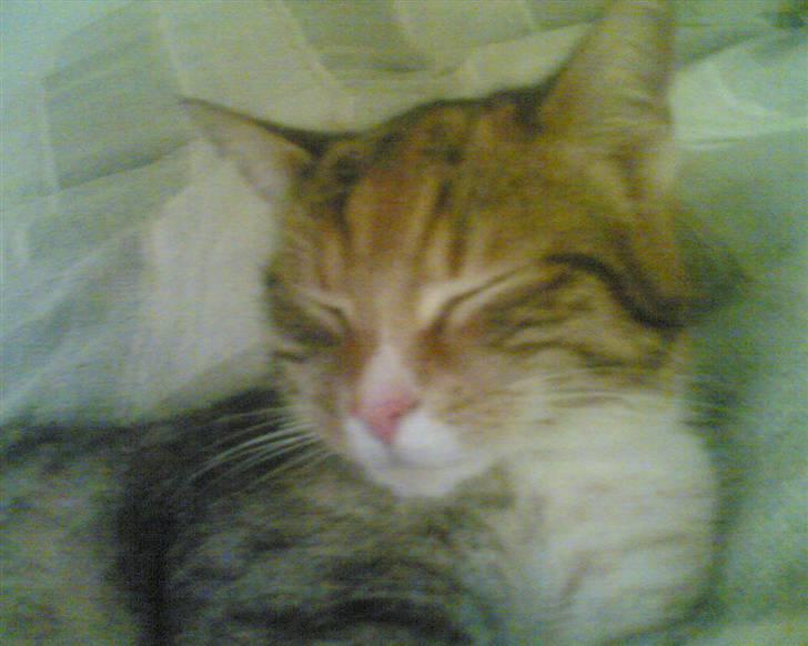 Huskat Lillemissen billede 4