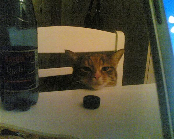 Huskat Lillemissen - Dumme kapsel!! billede 5