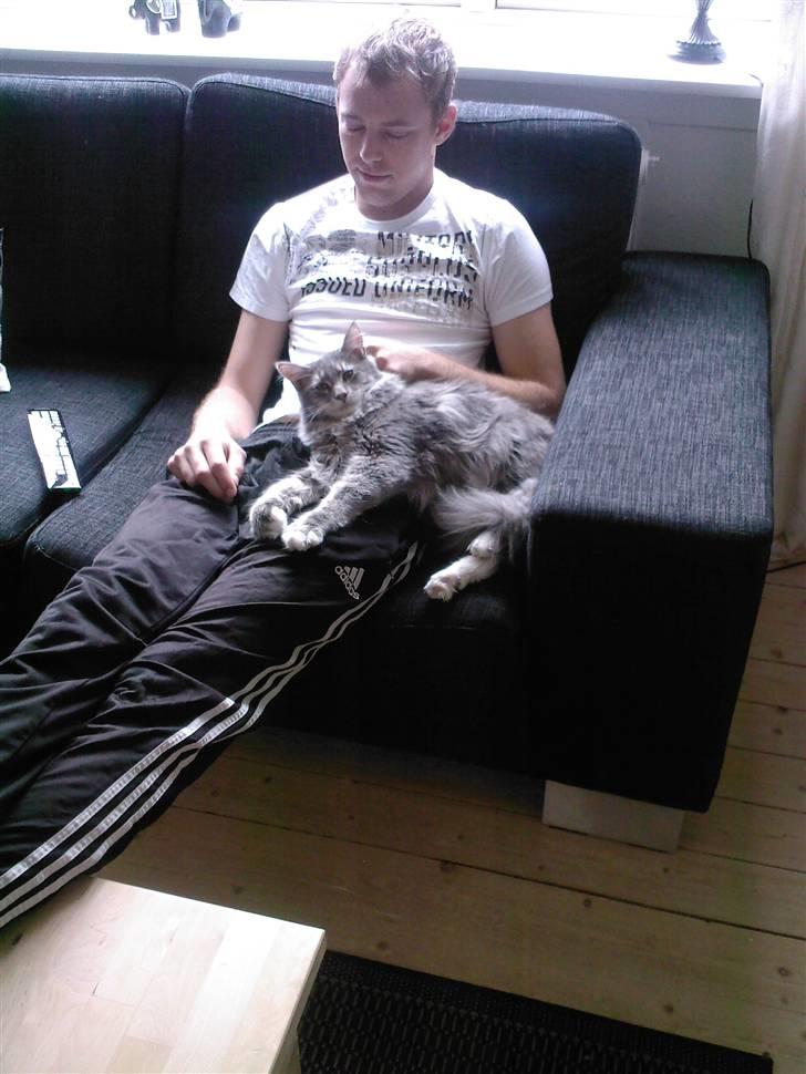 Maine Coon Vingsted's Blue Diamond billede 5