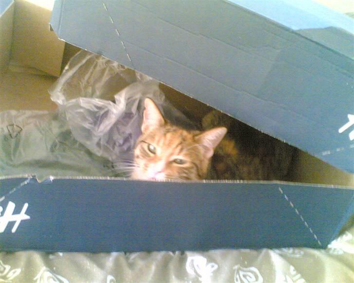 Huskat Lillemissen billede 6