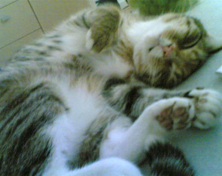 Huskat Lillemissen billede 7