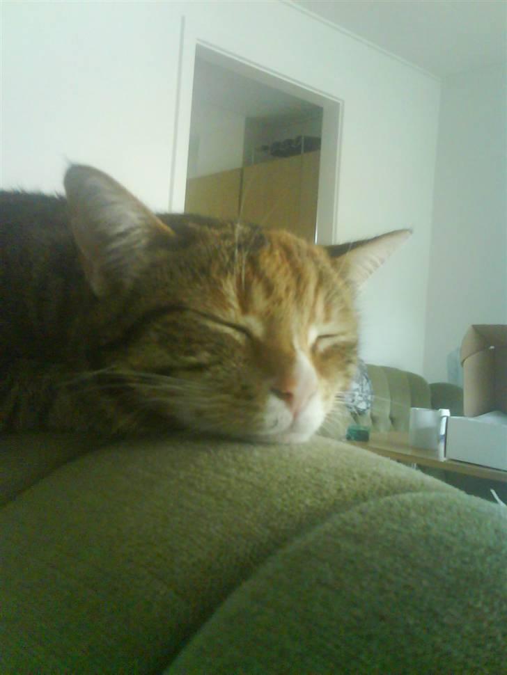 Huskat Lillemissen billede 8