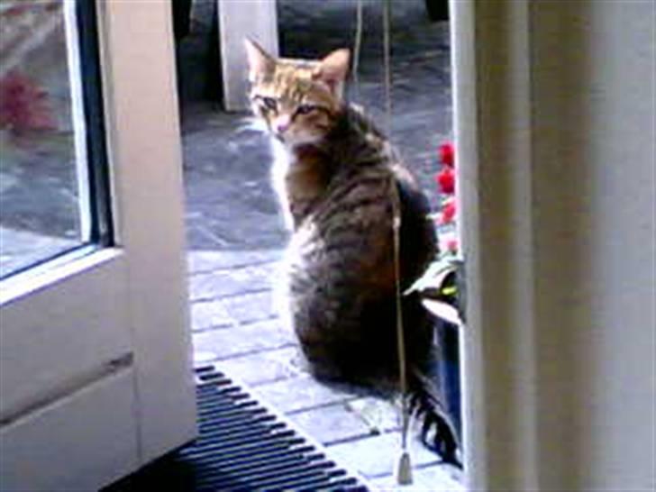 Huskat Lillemissen billede 9