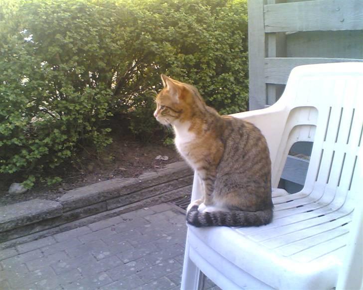 Huskat Lillemissen billede 10