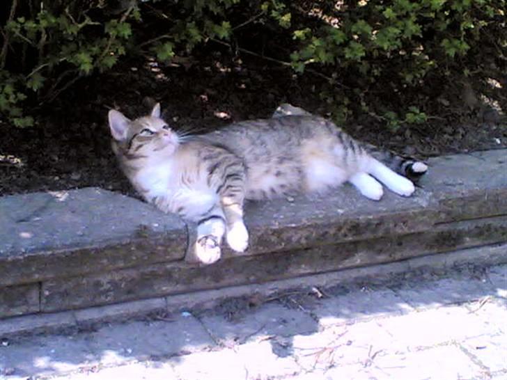 Huskat Lillemissen billede 11