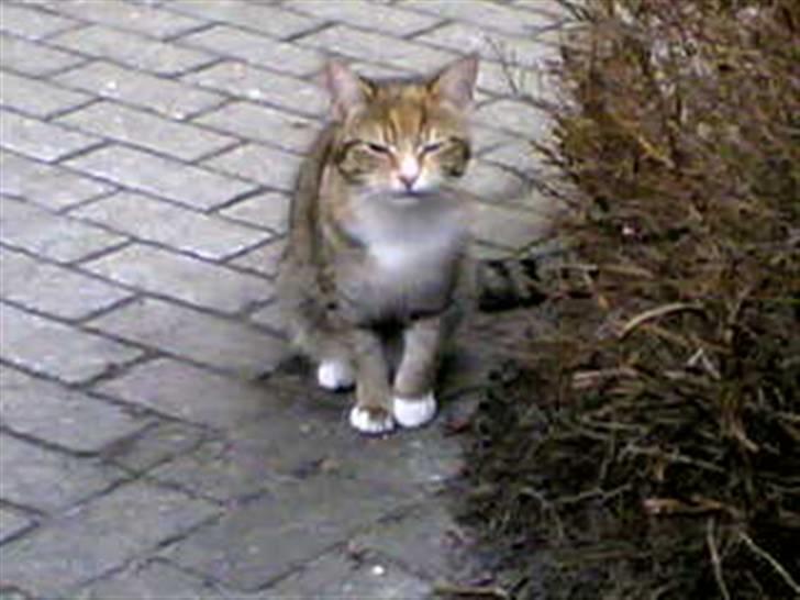 Huskat Lillemissen billede 12