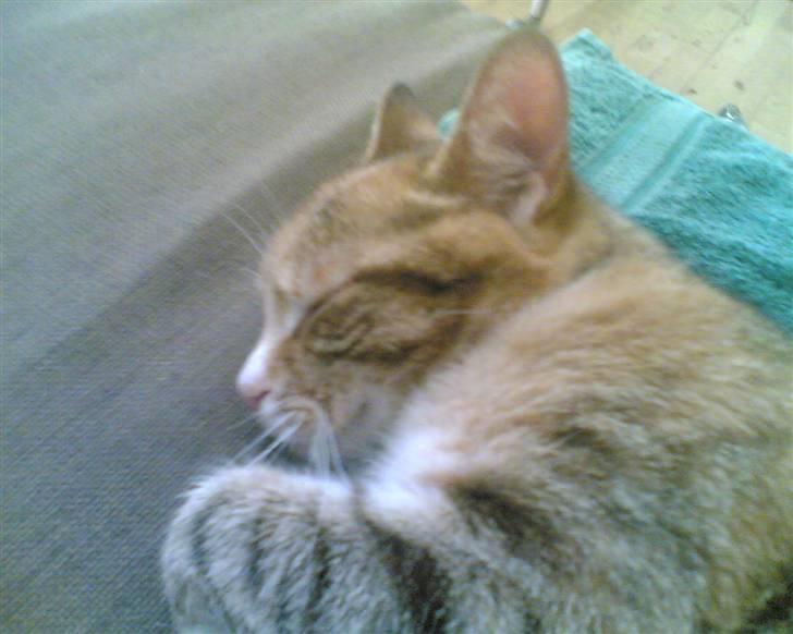 Huskat Lillemissen billede 13