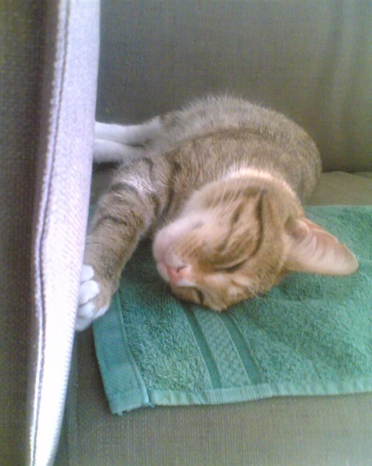 Huskat Lillemissen billede 14