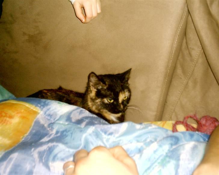 Huskat Bianca II billede 8