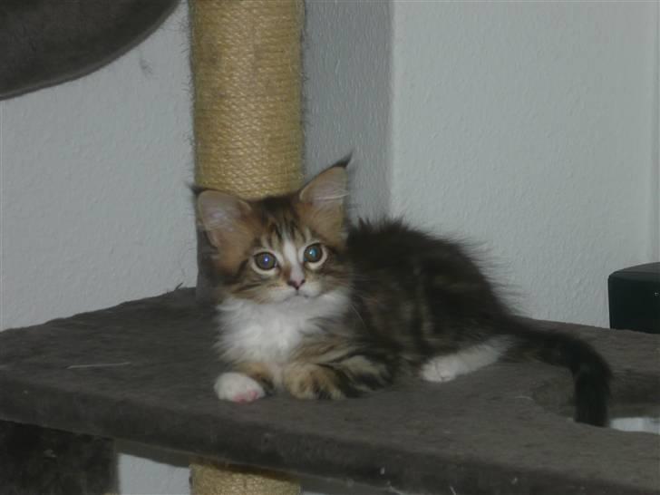 Maine Coon Sisera Rose Mr. Aslan billede 3