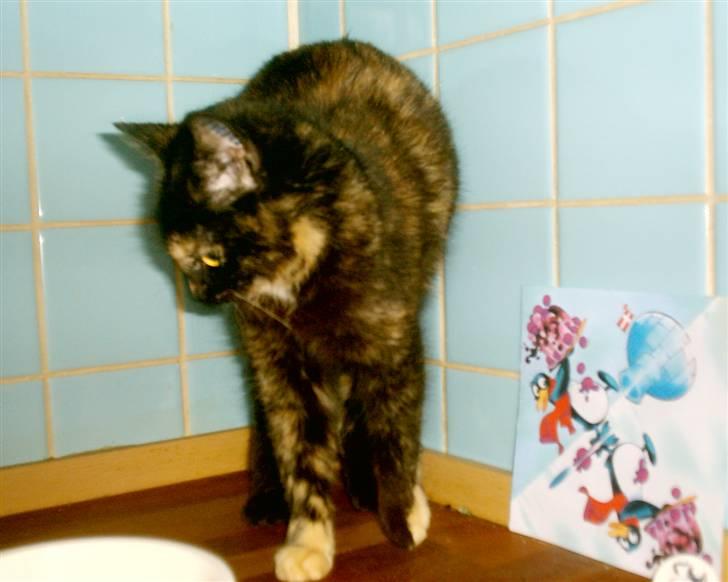 Huskat Bianca II billede 11