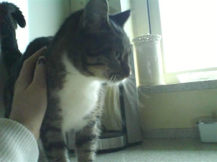 Huskat mille :D. billede 1