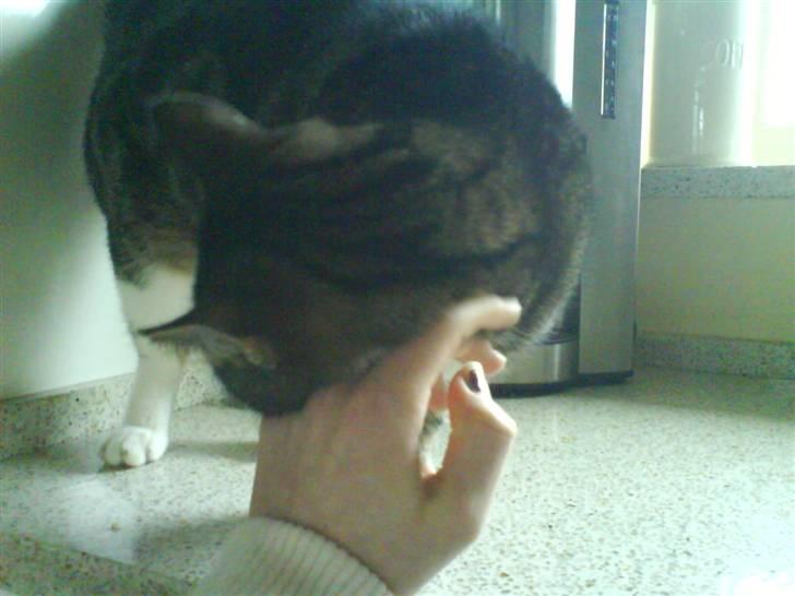 Huskat mille :D. billede 3