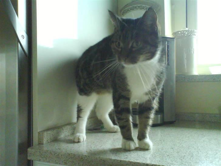 Huskat mille :D. billede 4