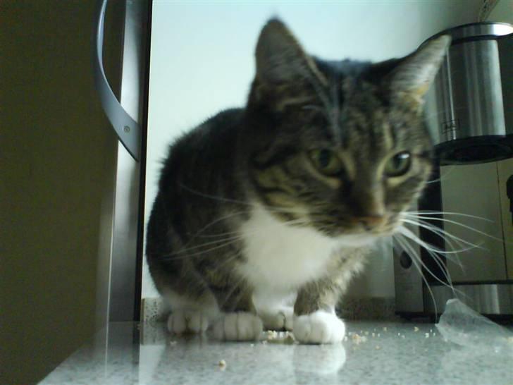 Huskat mille :D. billede 5