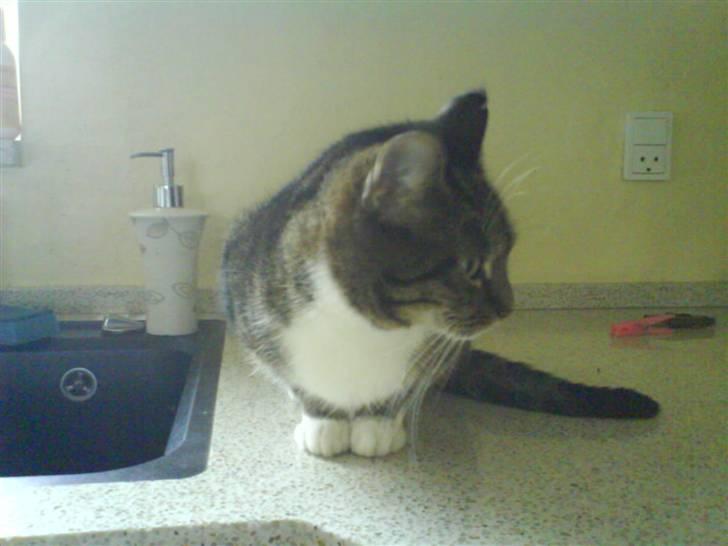 Huskat mille :D. billede 6