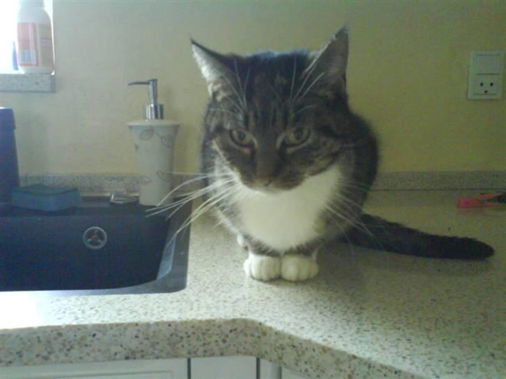 Huskat mille :D. billede 7