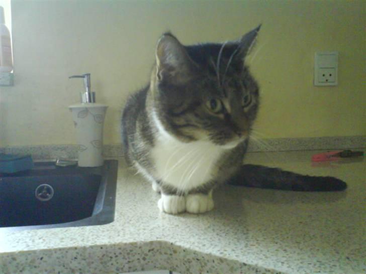 Huskat mille :D. billede 9